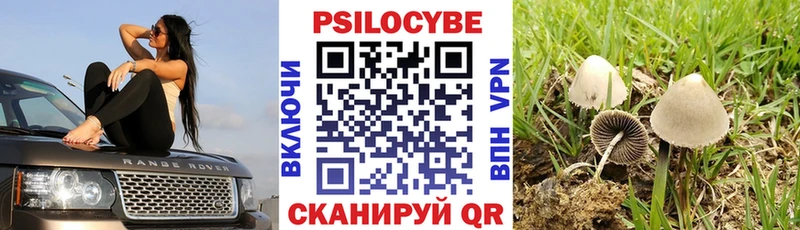 Псилоцибиновые грибы Cubensis Бологое
